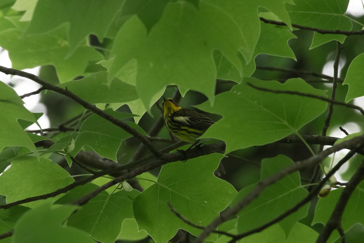 ホオアカアメリカムシクイ - ML647513760