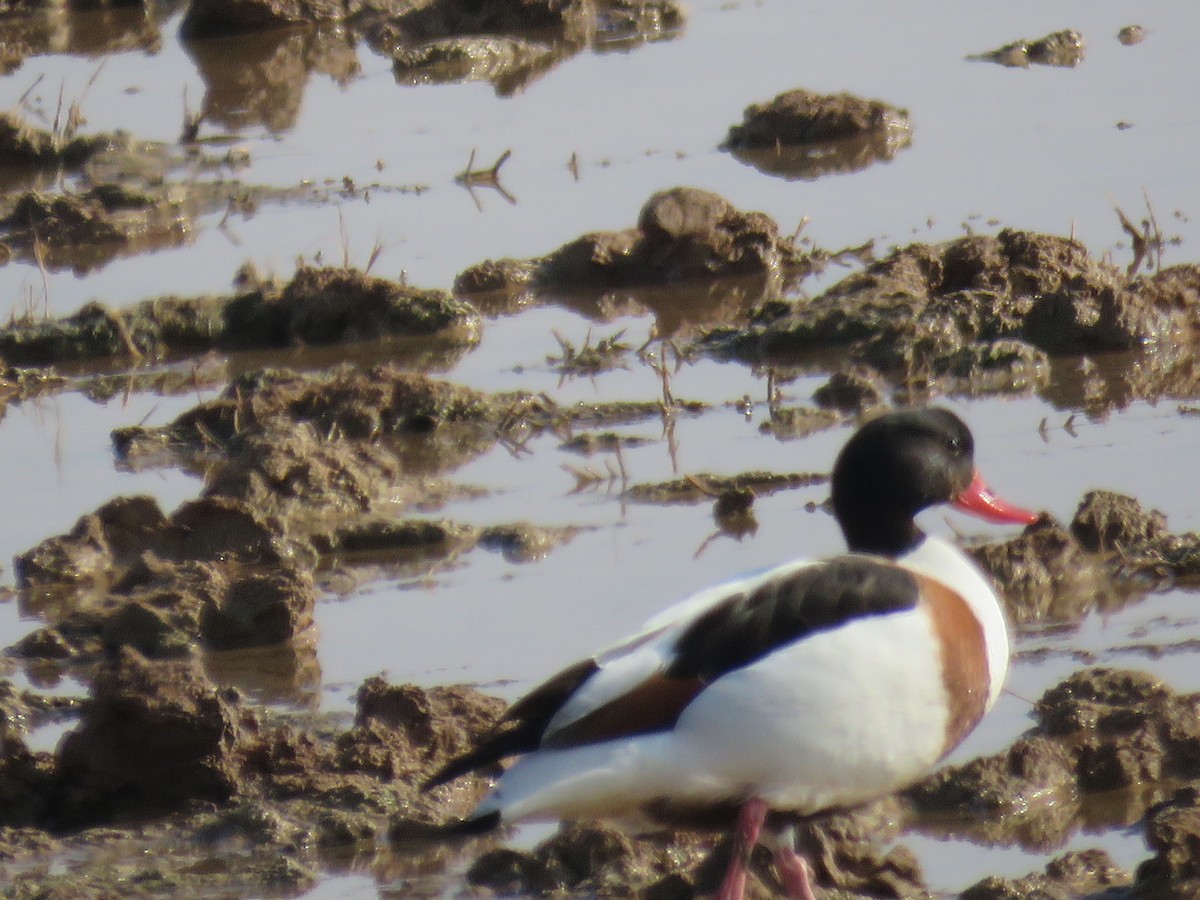 ツクシガモ - ML647513763