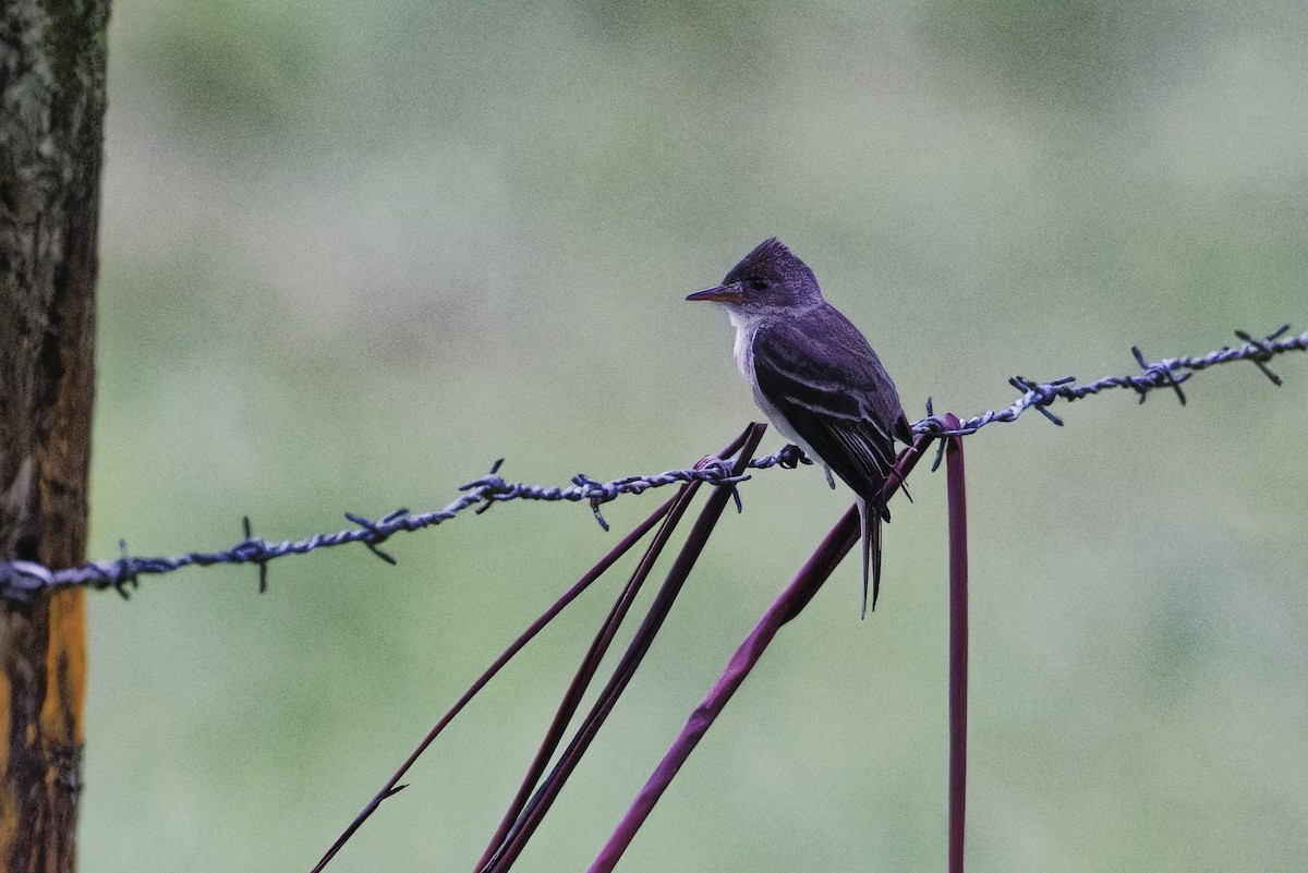 Піві тропічний - ML647513764