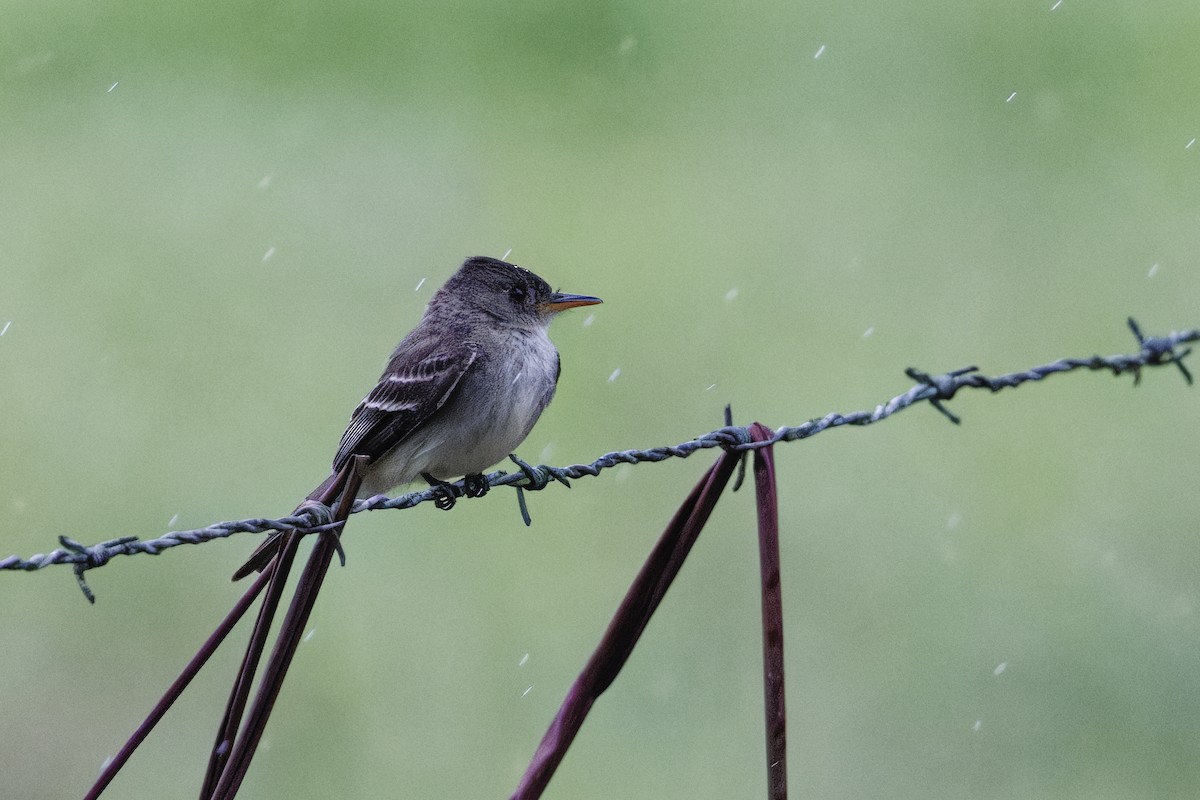 Піві тропічний - ML647513765