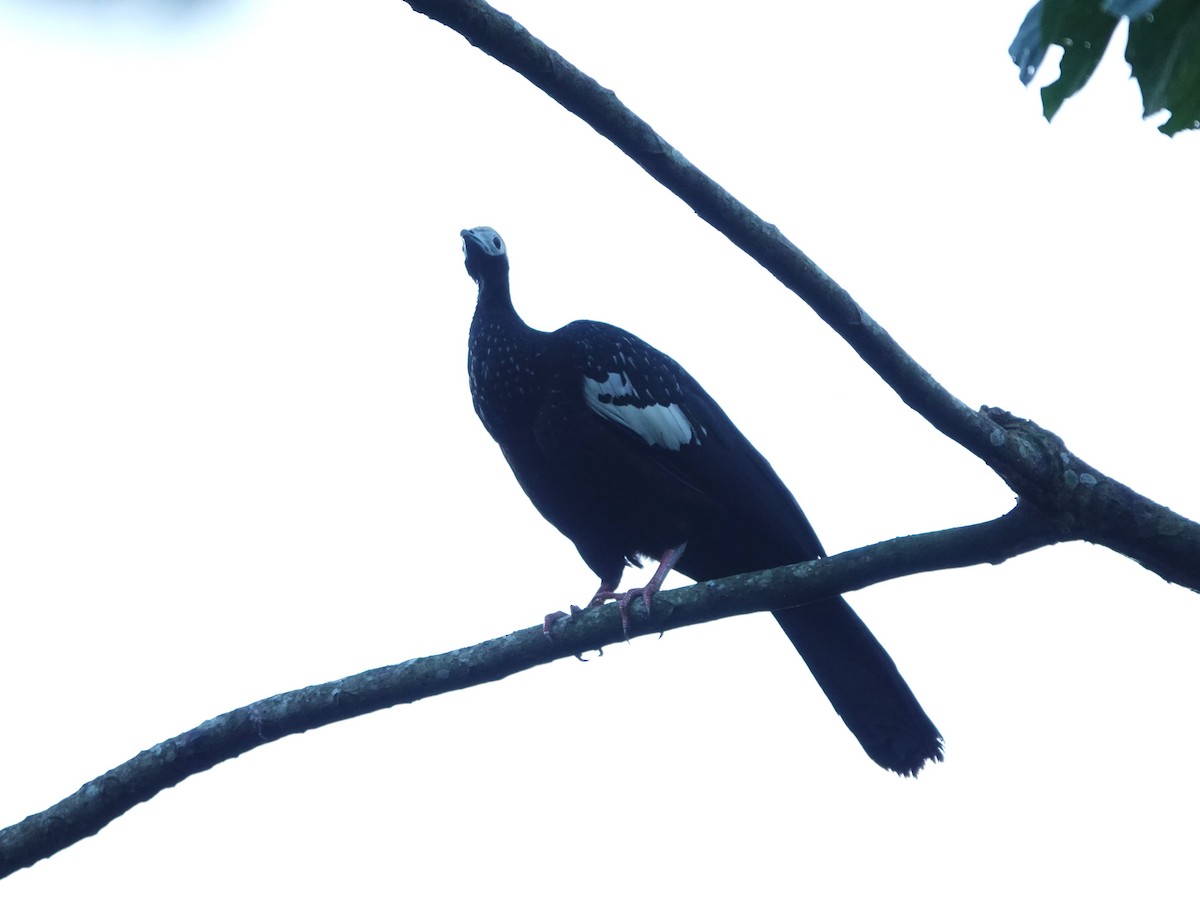 blåstrupehokko - ML647513766