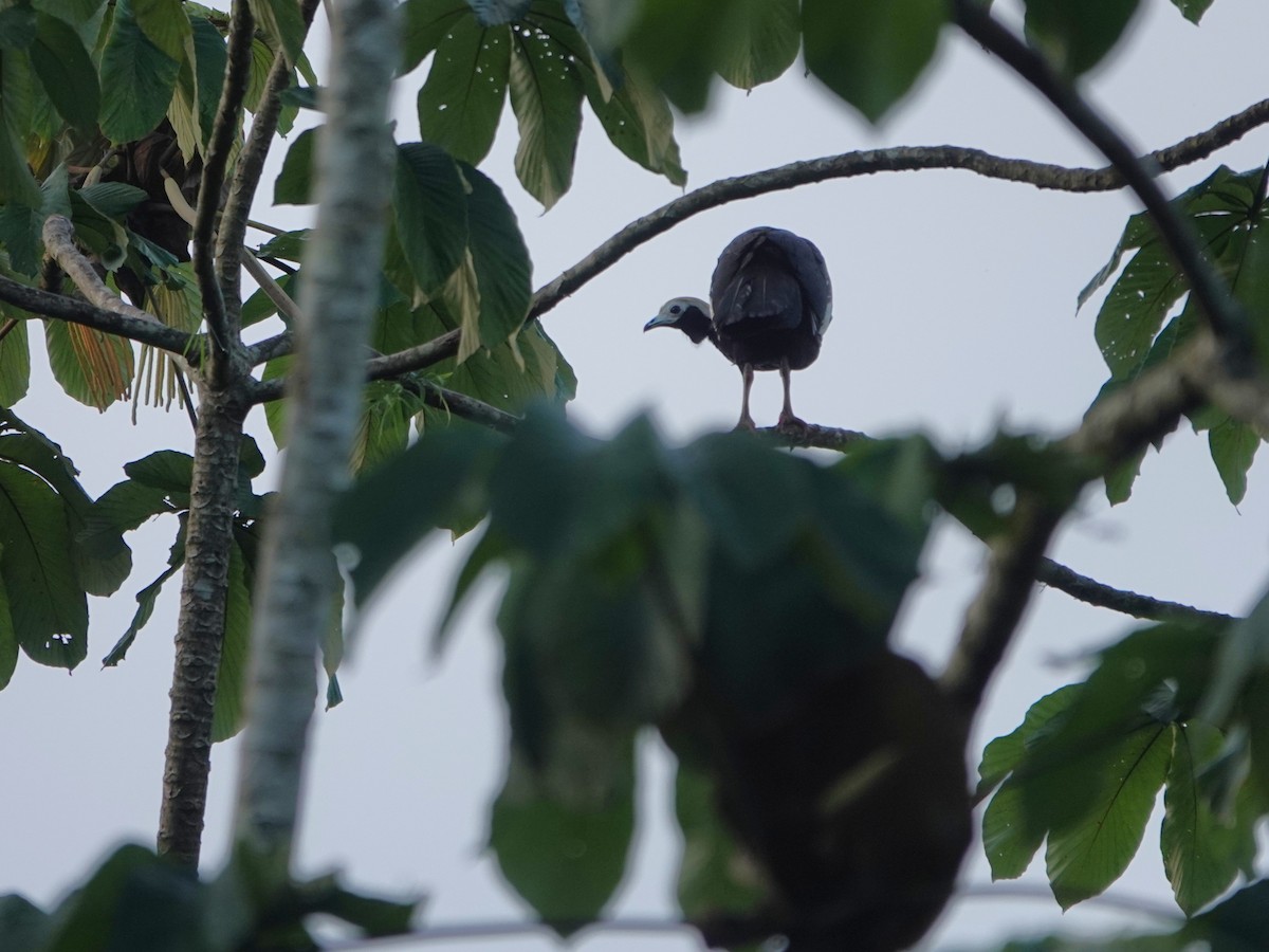 Blue-throated Piping-Guan - ML647513767