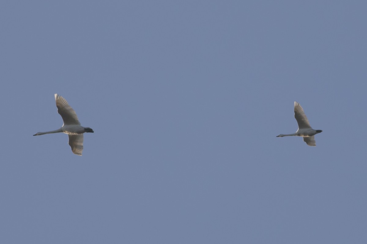 コハクチョウ - ML647513768