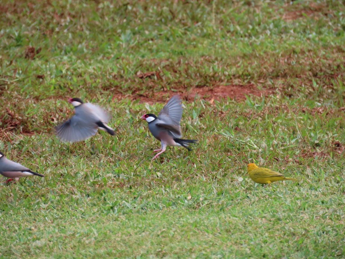 ブンチョウ - ML647513769