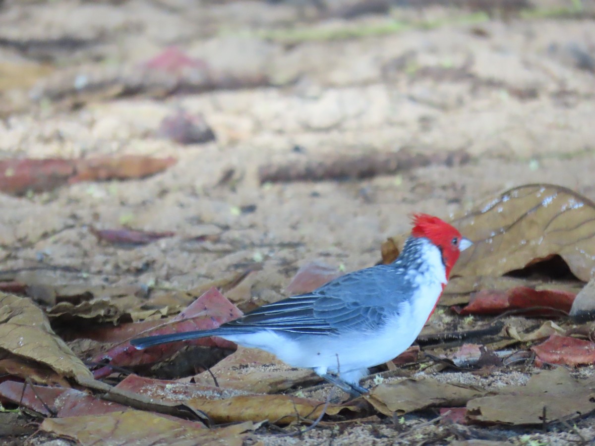 コウカンチョウ - ML647513774