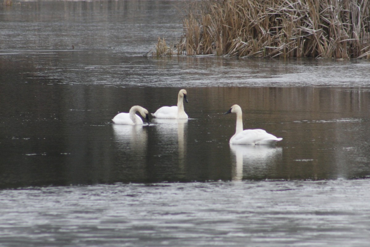 ナキハクチョウ - ML647513778