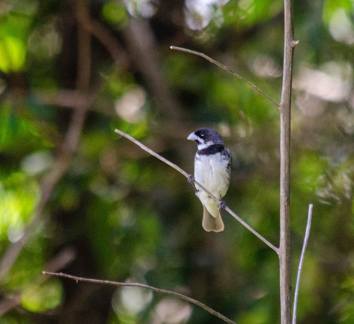 フタスジヒメウソ - ML647513779