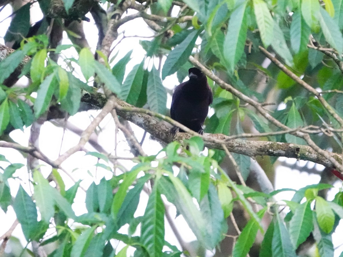 ムラサキサンジャク - ML647513780