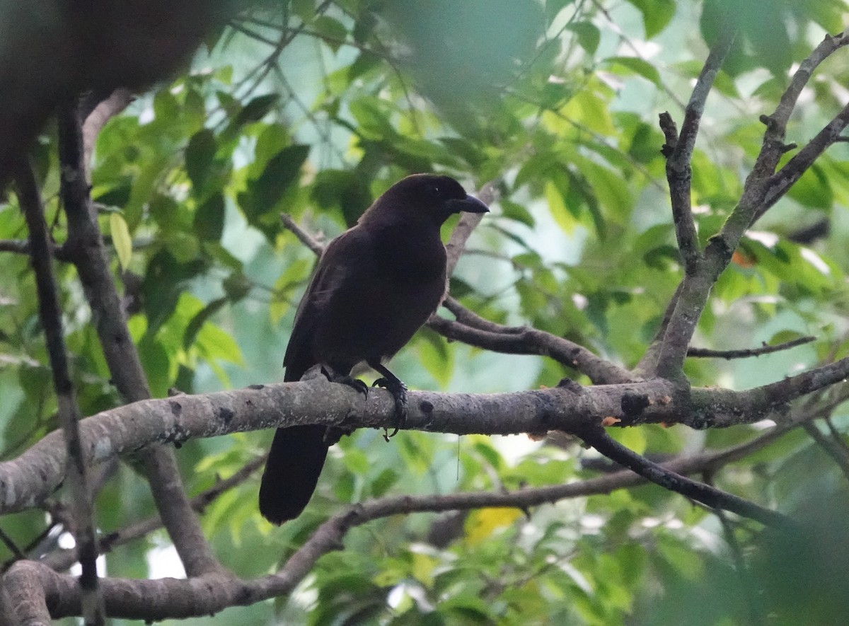 ムラサキサンジャク - ML647513781