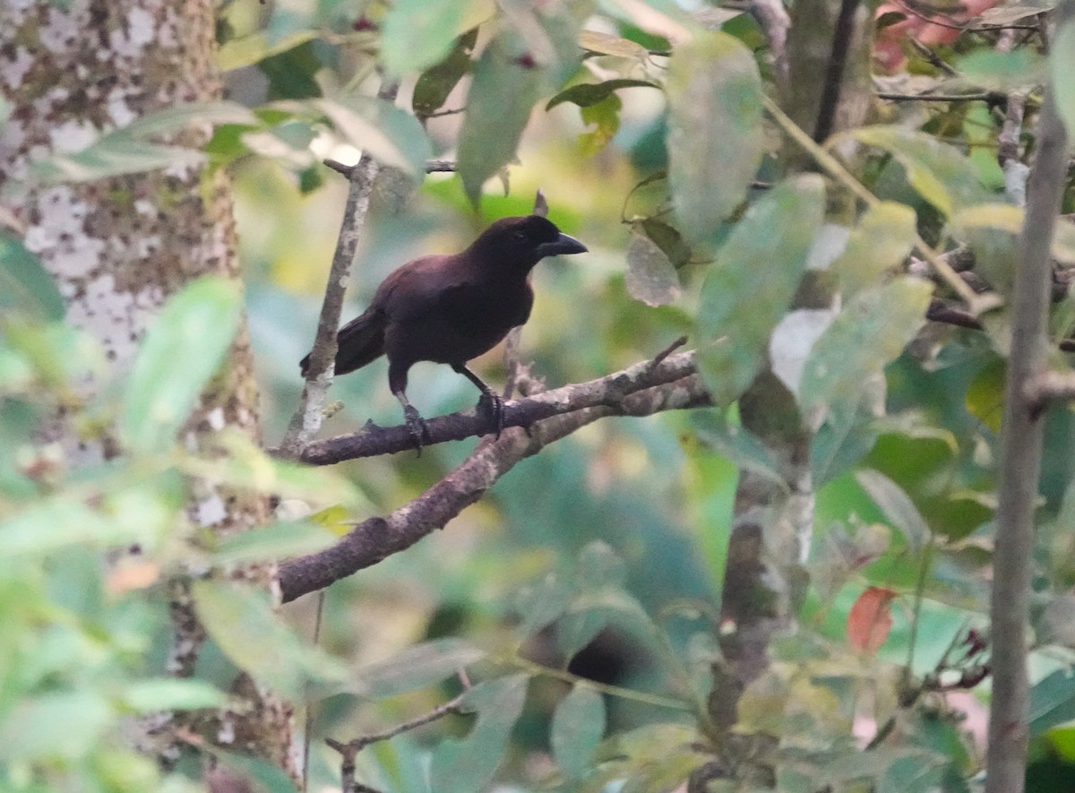 ムラサキサンジャク - ML647513782