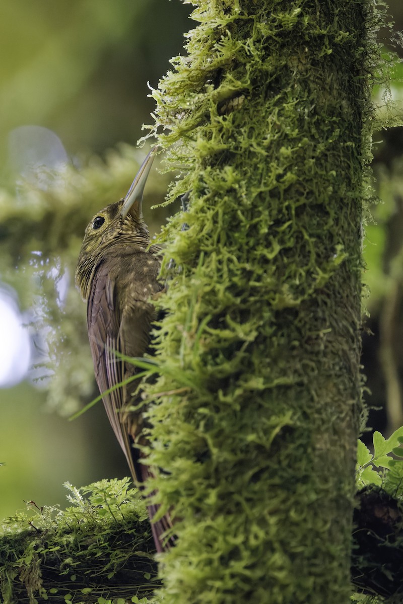 Кокоа плямистий - ML647513783