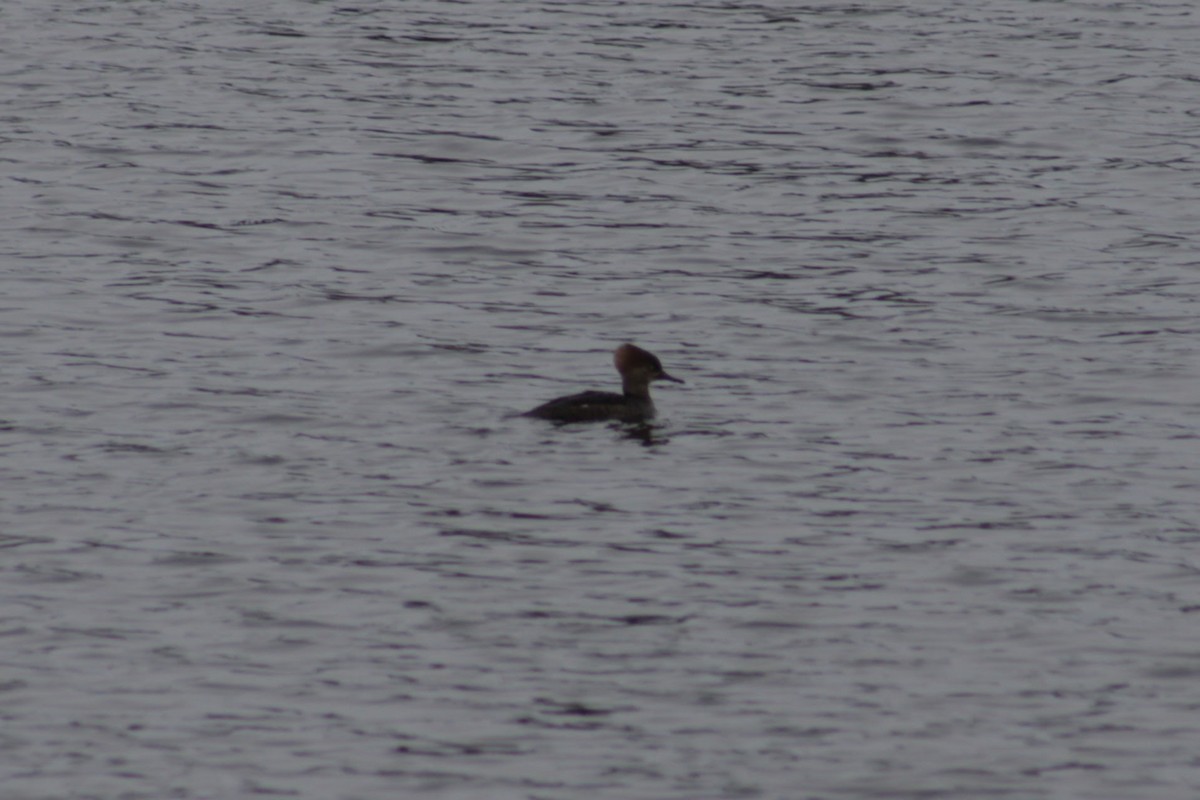 オウギアイサ - ML647513784