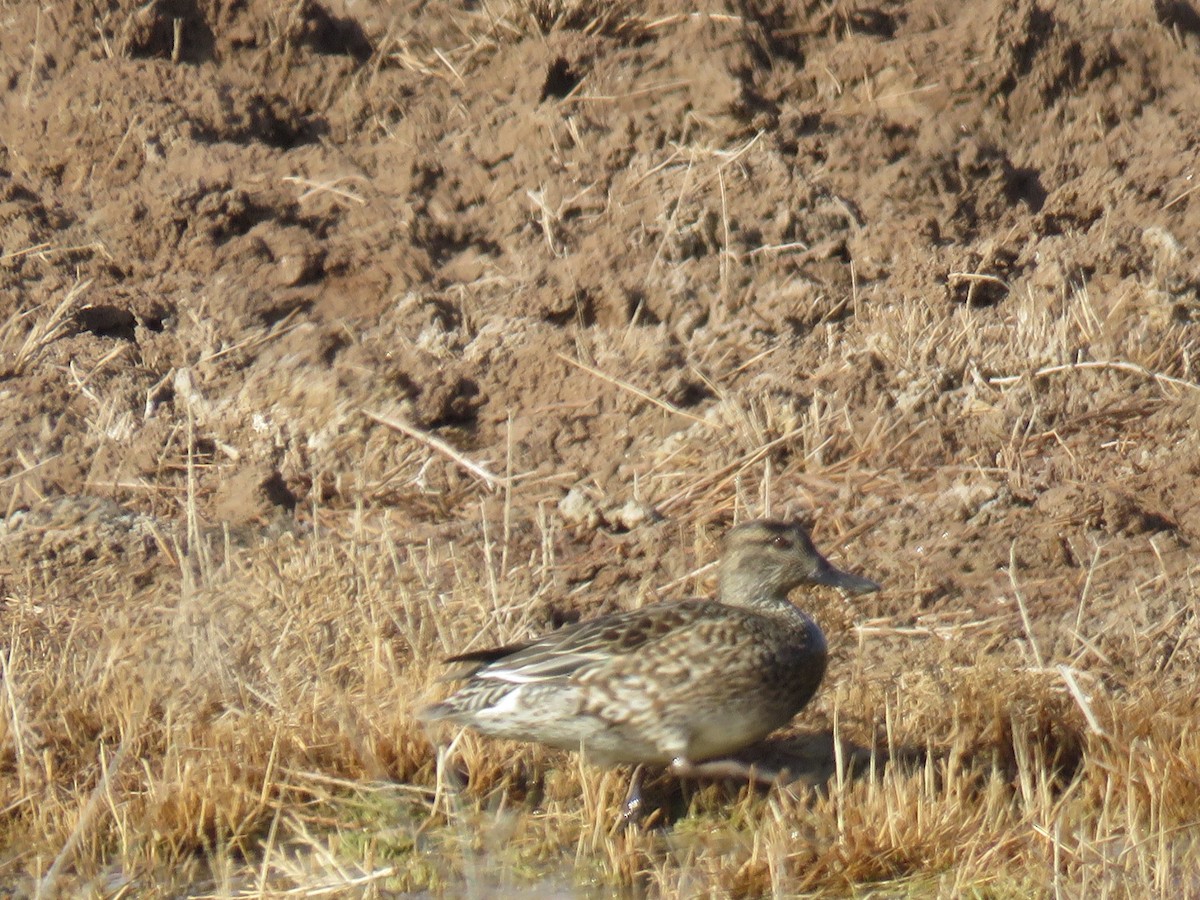 コガモ - ML647513785