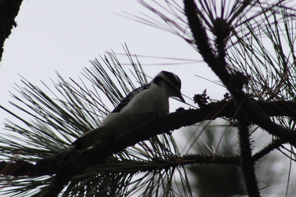 セジロアカゲラ - ML647513786