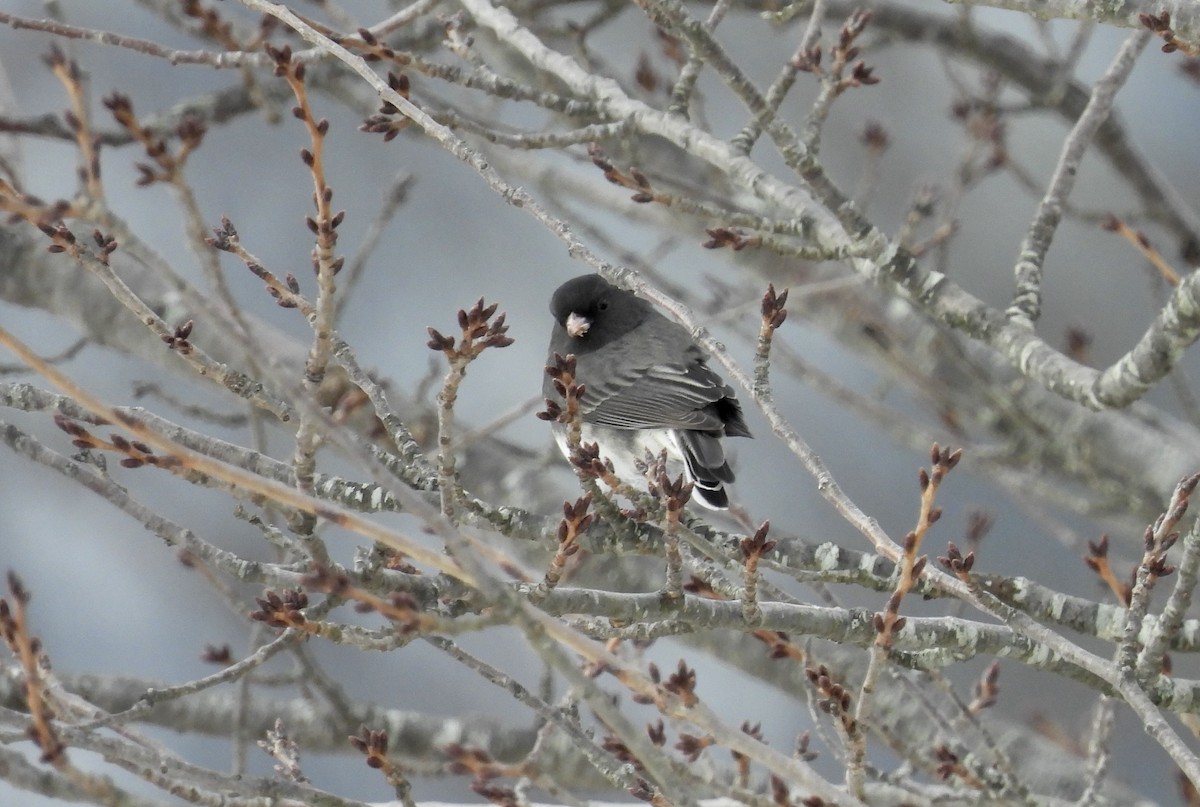 ユキヒメドリ - ML647513798