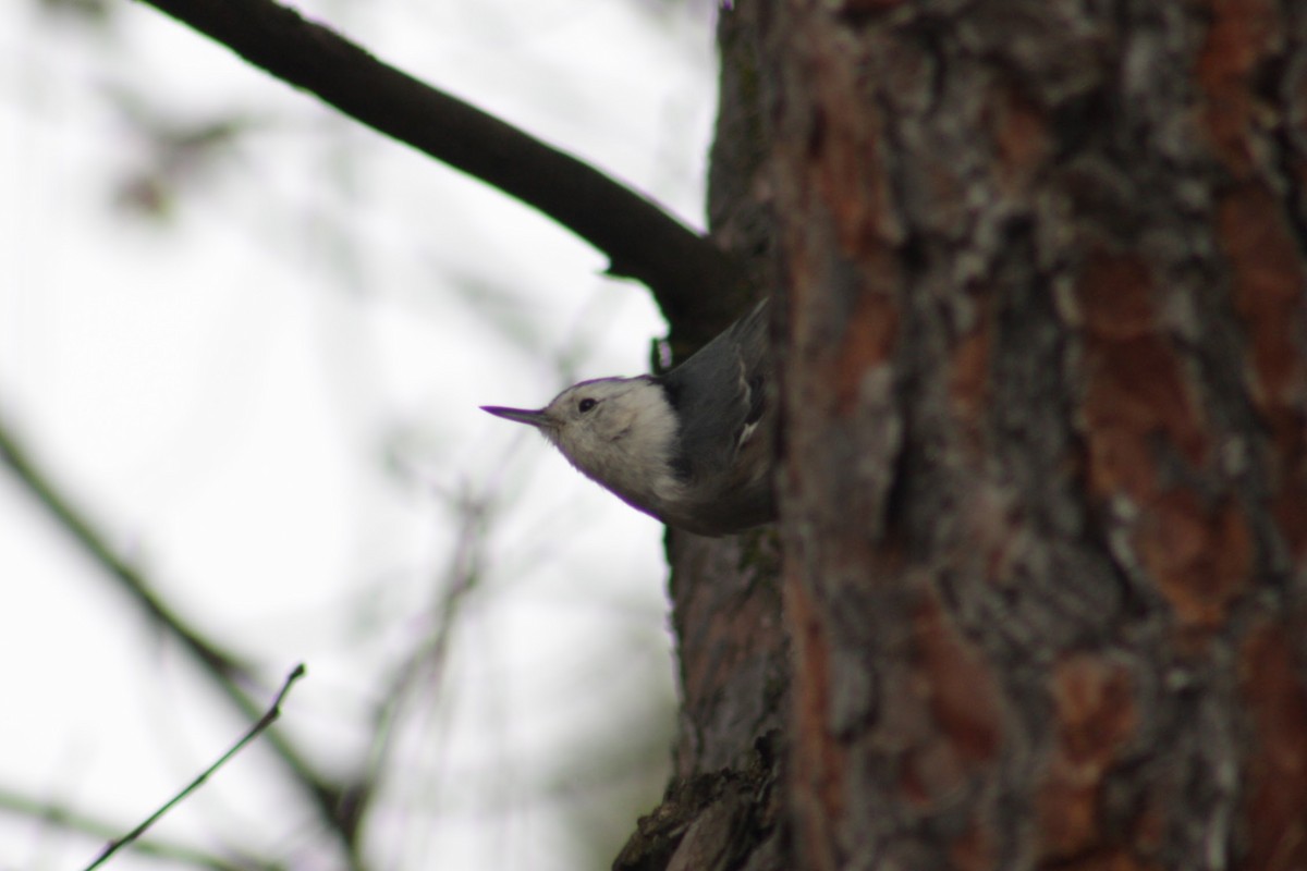 ムナジロゴジュウカラ - ML647513800