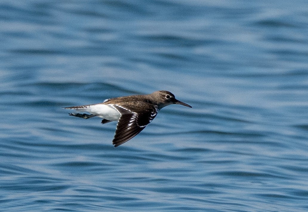 イソシギ - ML647513801