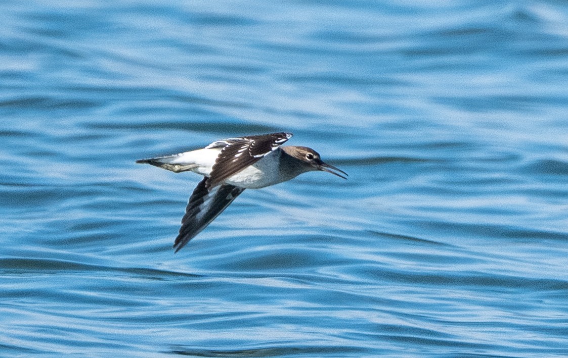 イソシギ - ML647513802