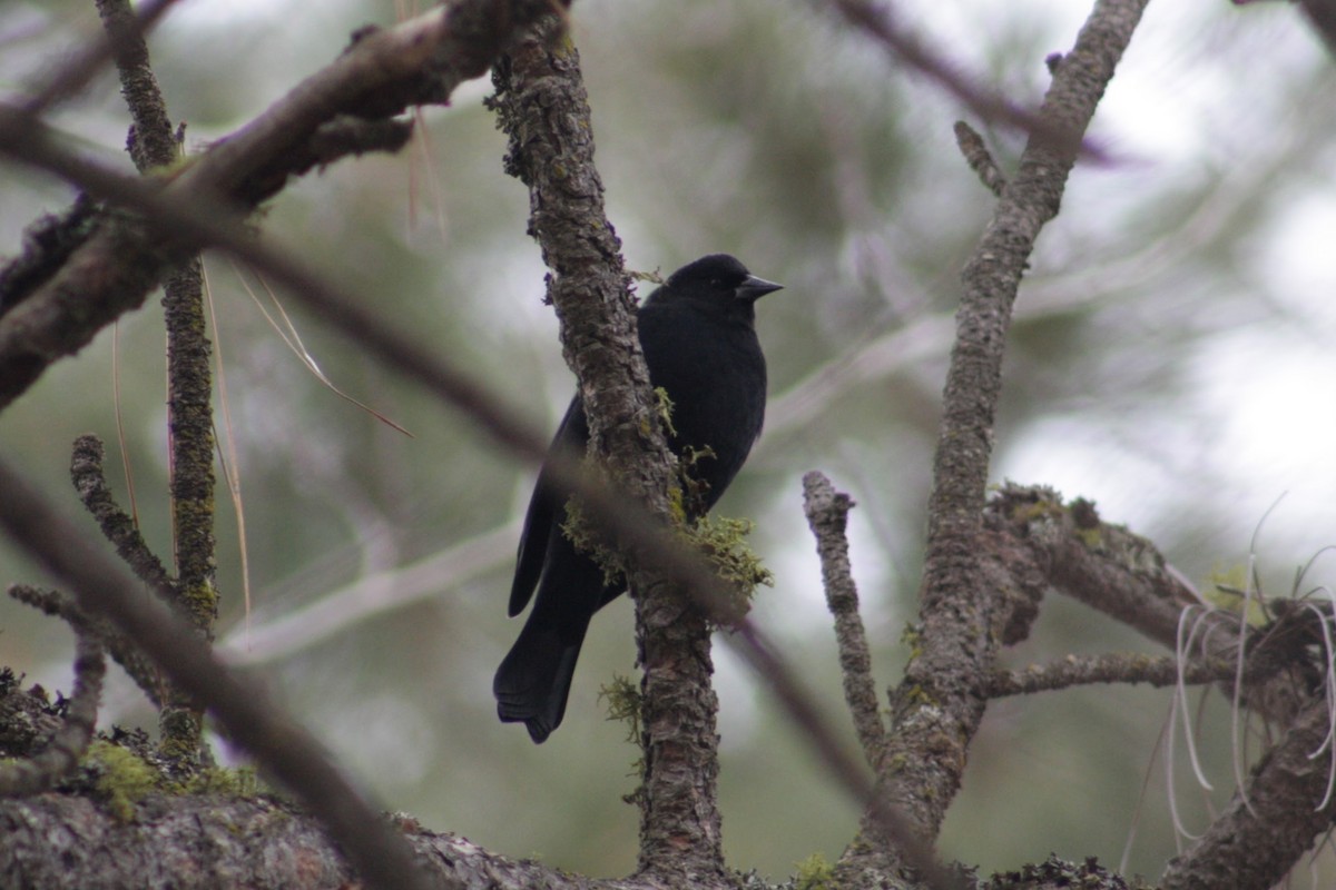 ハゴロモガラス - ML647513803