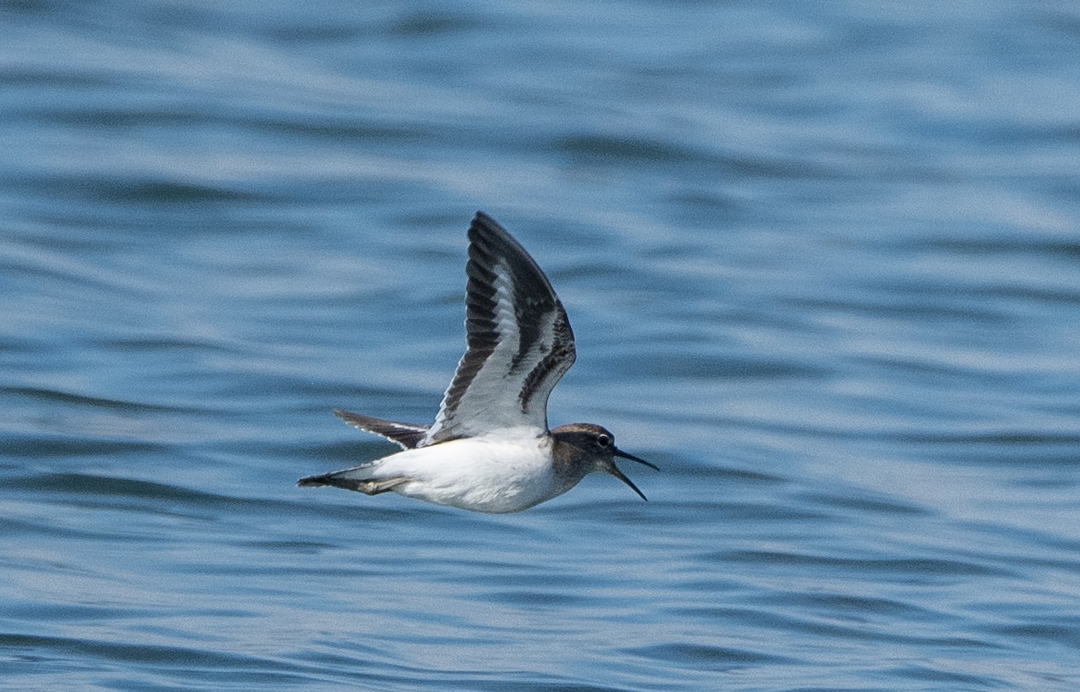 イソシギ - ML647513805