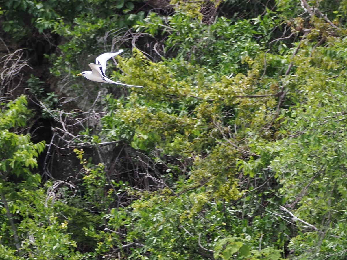 Фаетон білохвостий - ML647513806