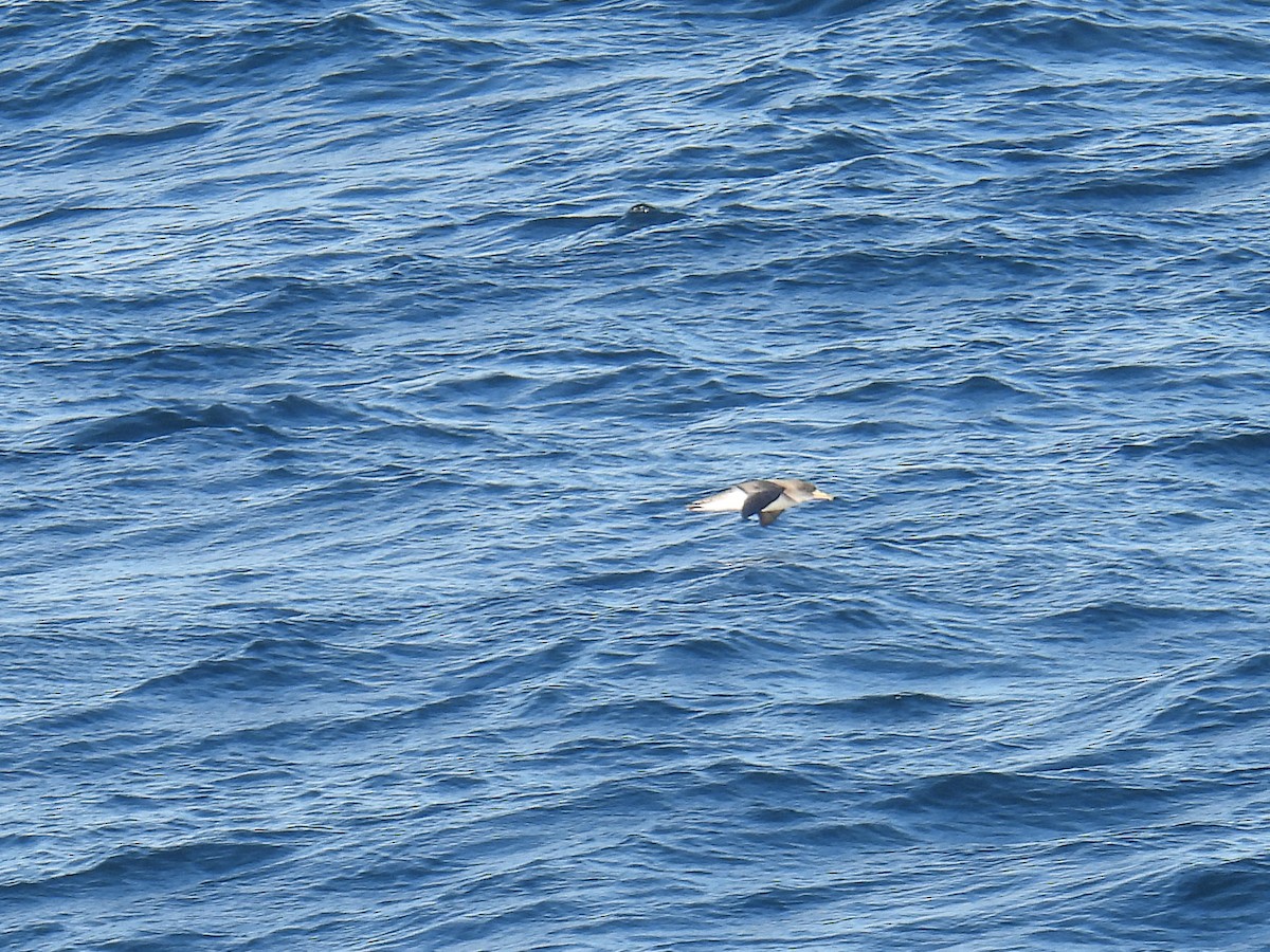 Cory's Shearwater - ML647513809