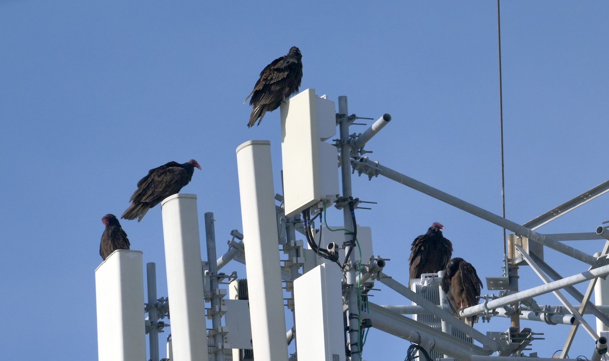 Turkey Vulture - ML647513811