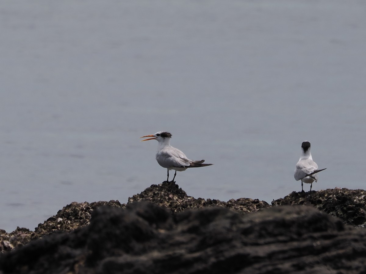 Txenada mokogorria - ML647513827