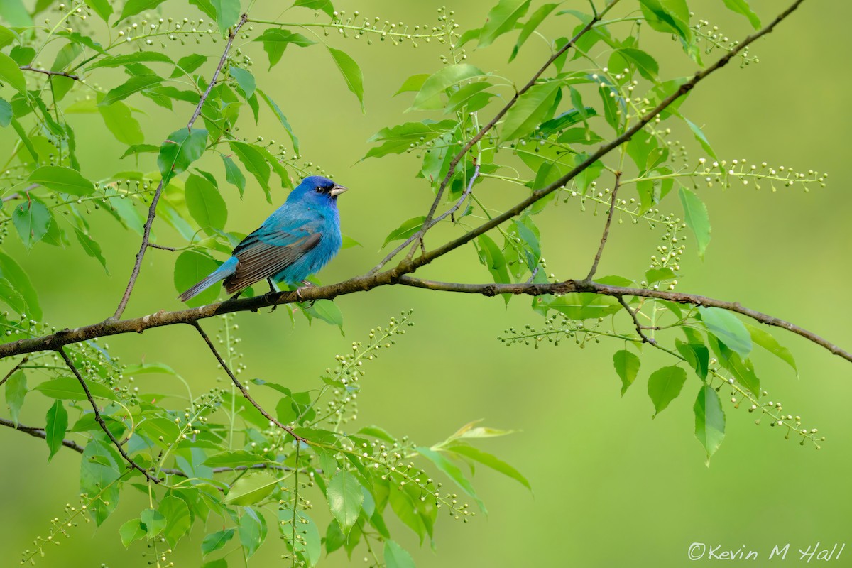 Indigo Bunting - ML647513830