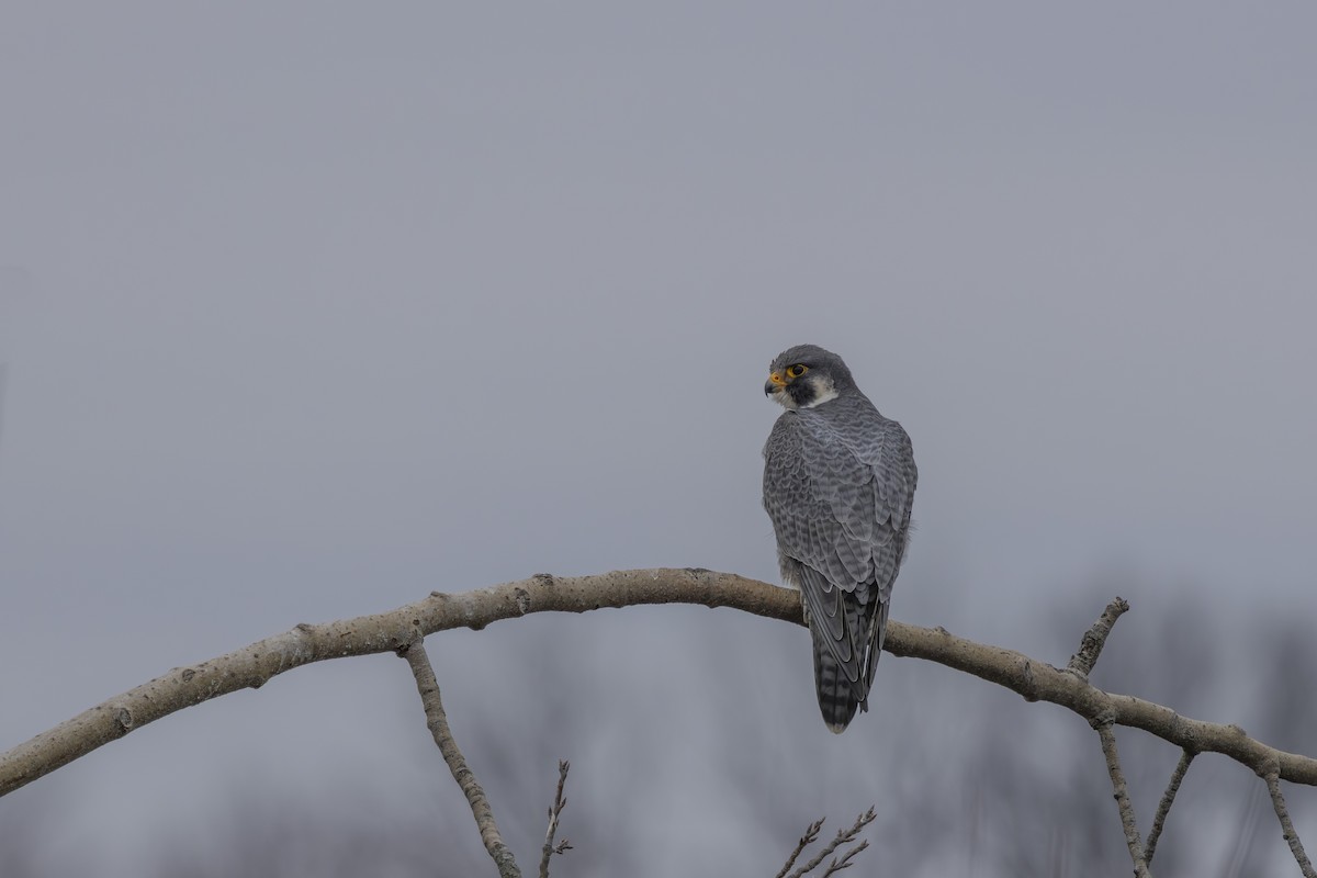 Belatz handia - ML647513834