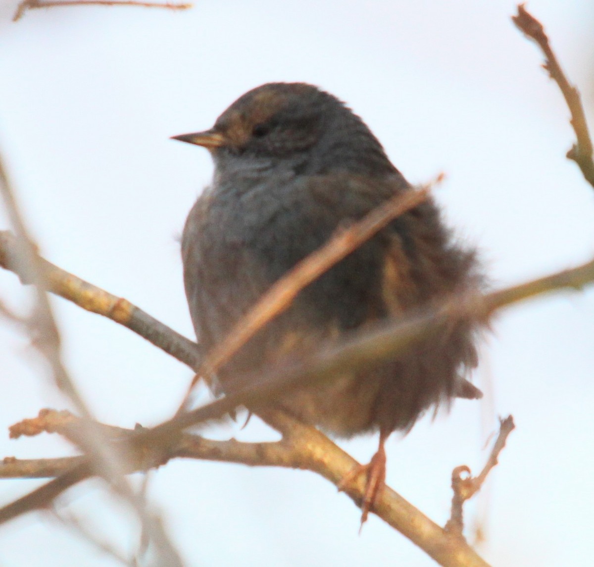 Tuntun arrunta - ML647513835