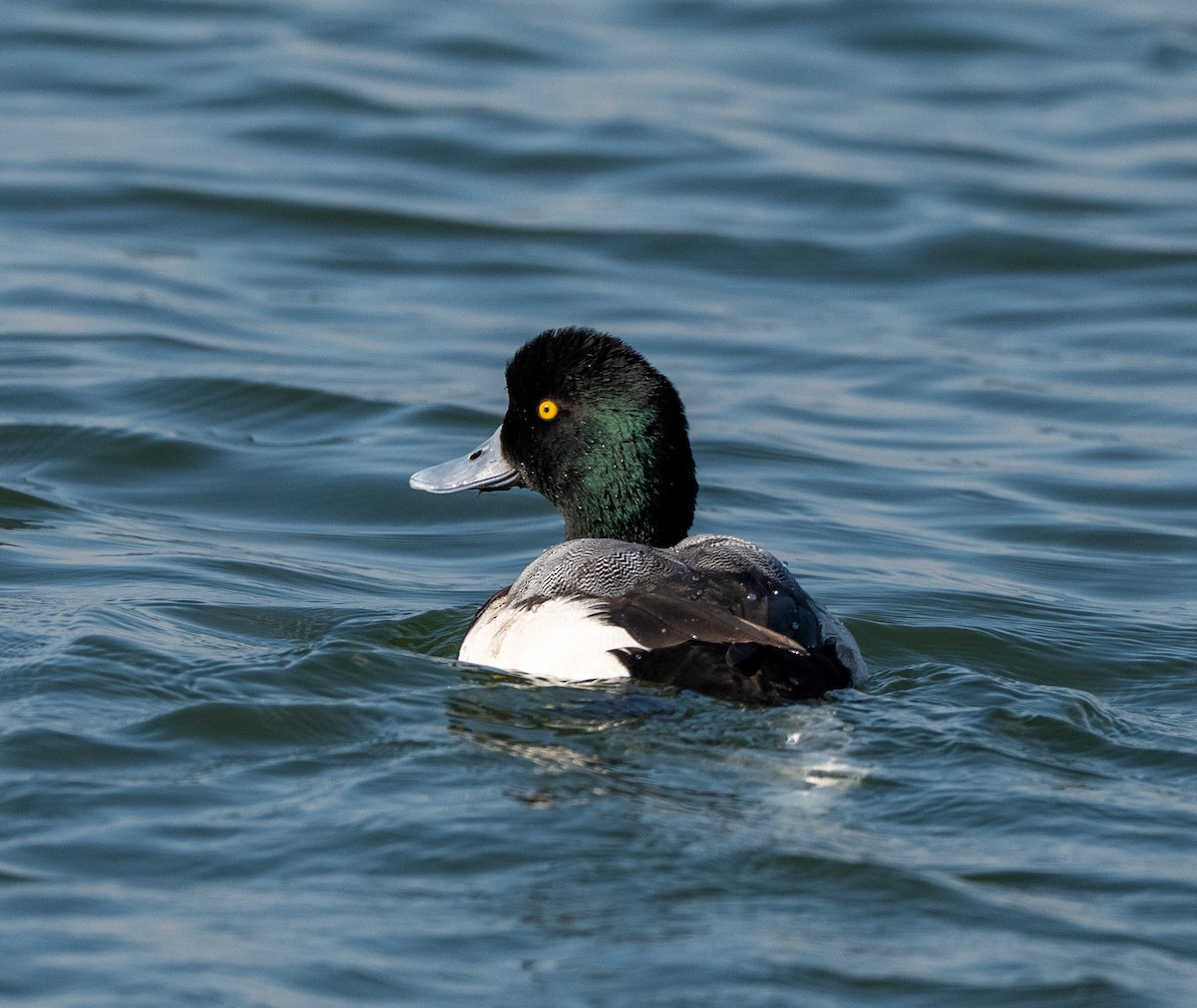 Murgilari handia - ML647513836