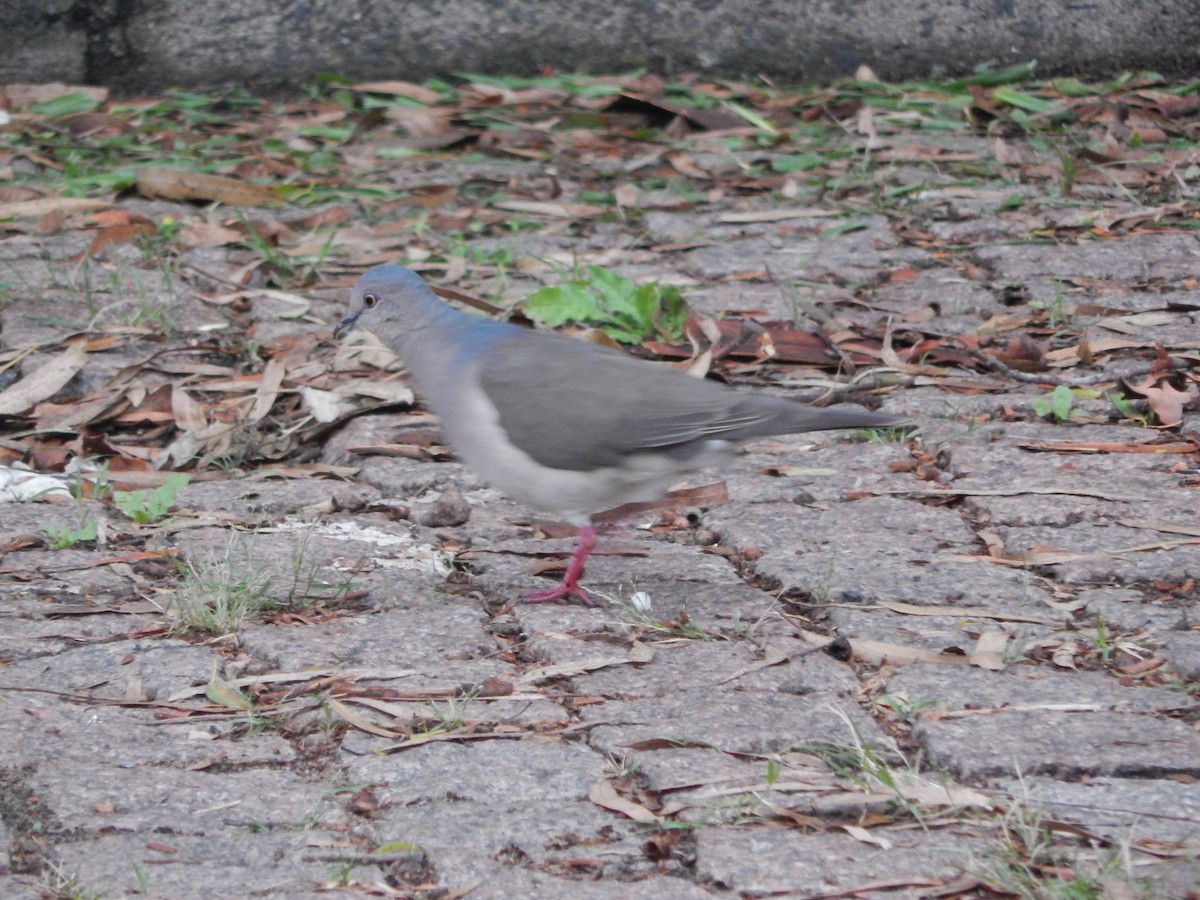 White-tipped Dove - ML647513837