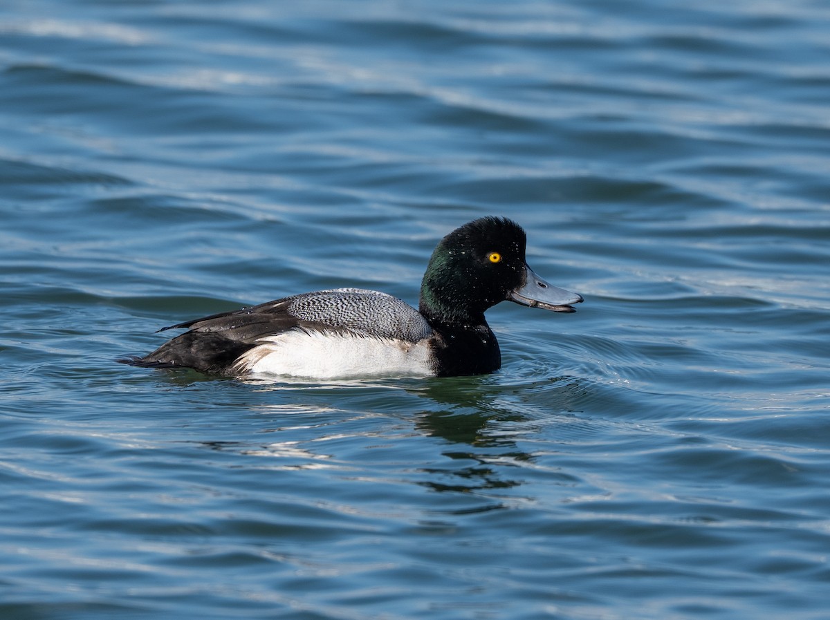 Murgilari handia - ML647513838