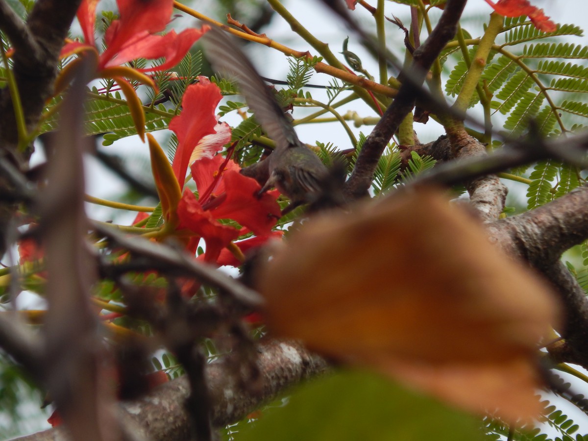 Gilded Hummingbird - ML647513840