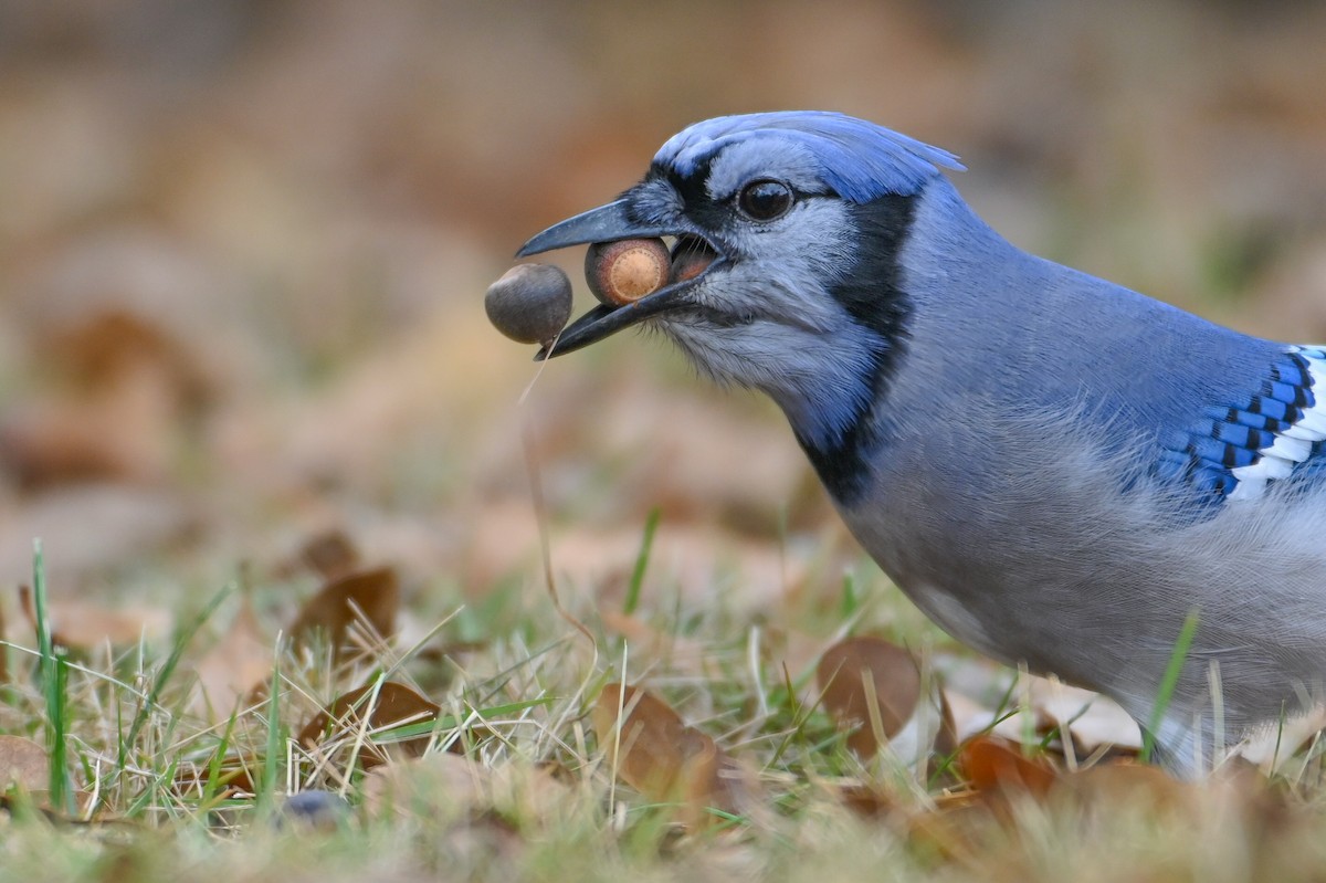 Blue Jay - ML647513841