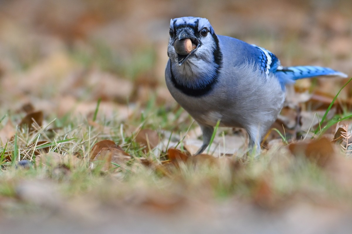 Blue Jay - ML647513842