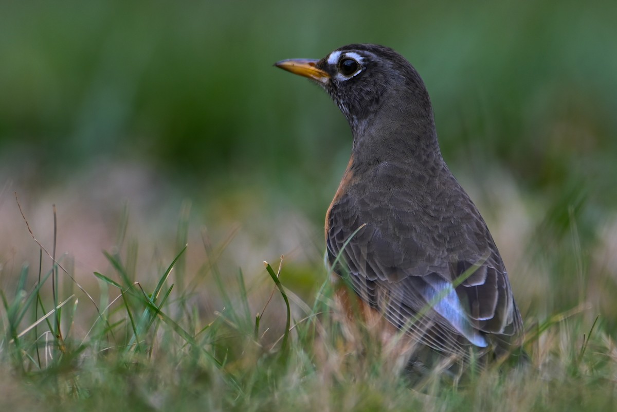 Zozo papargorria - ML647513843