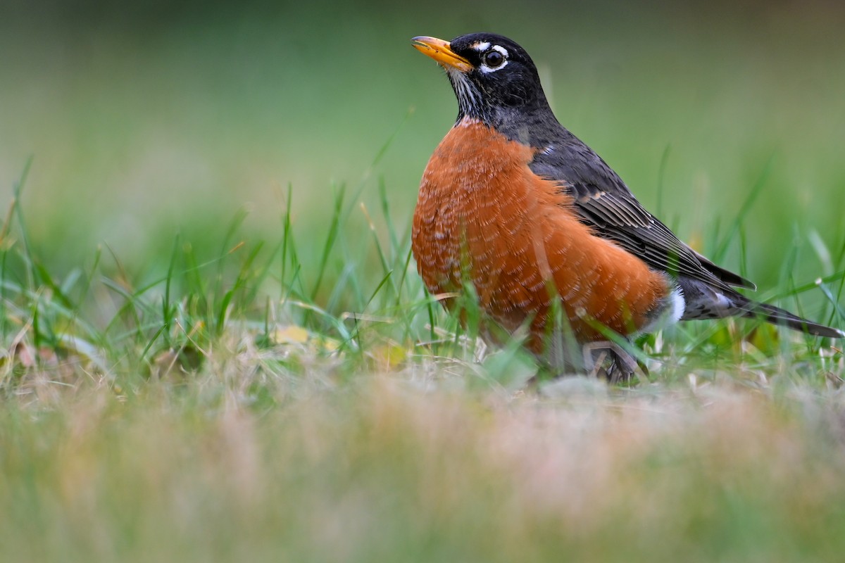 Zozo papargorria - ML647513844