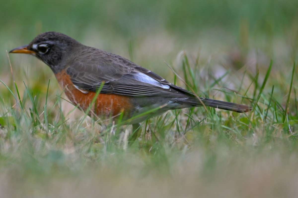 Zozo papargorria - ML647513845