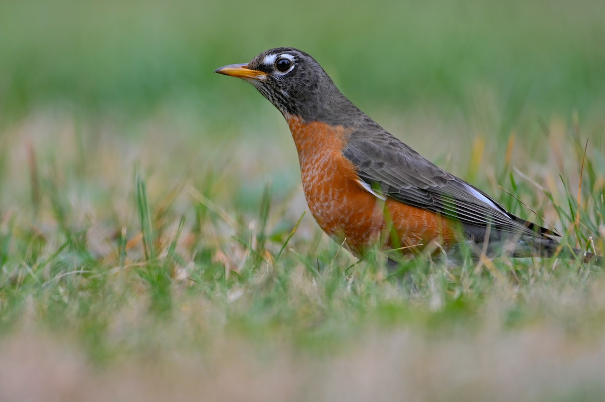 Zozo papargorria - ML647513846