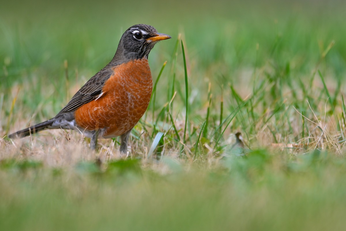 Zozo papargorria - ML647513847