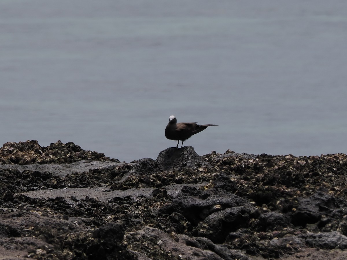 Крячок тонкодзьобий - ML647513848