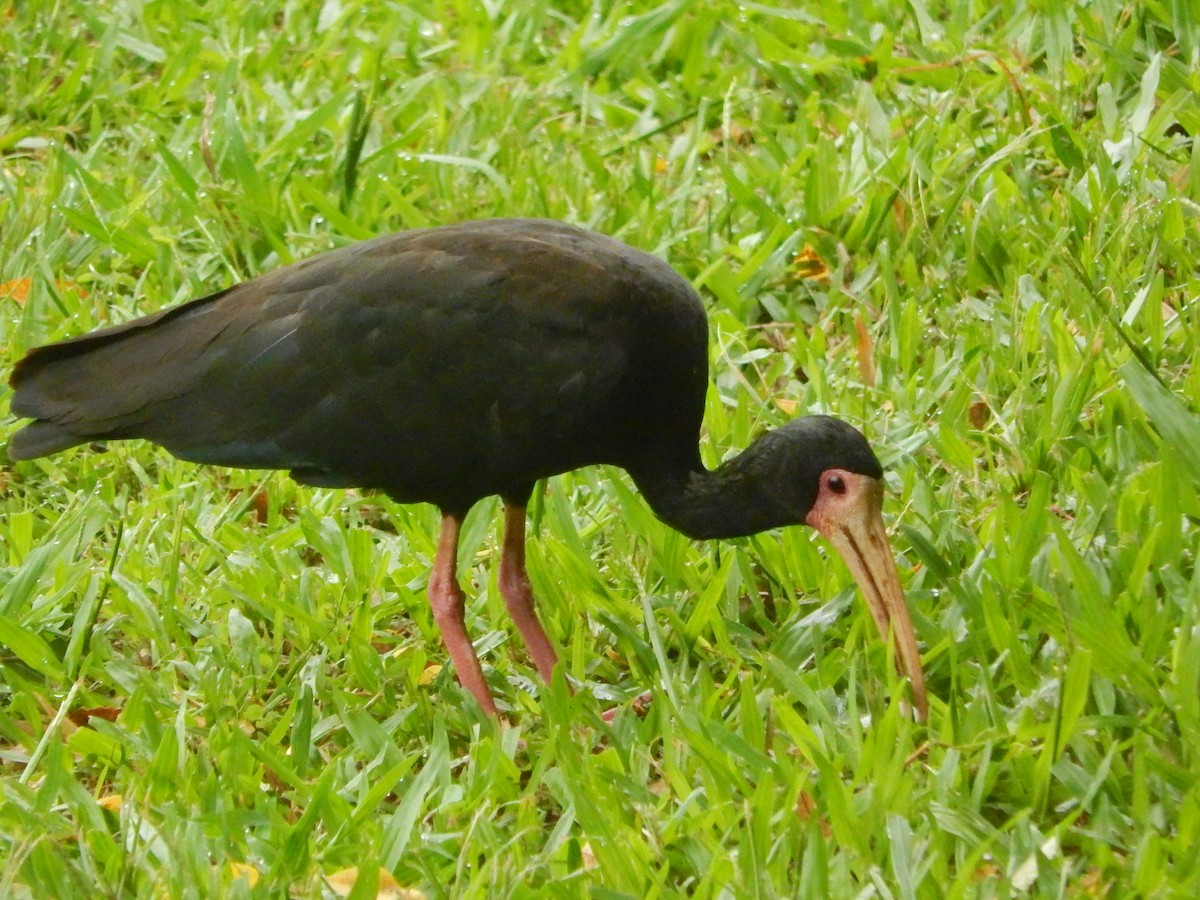 Bare-faced Ibis - ML647513849
