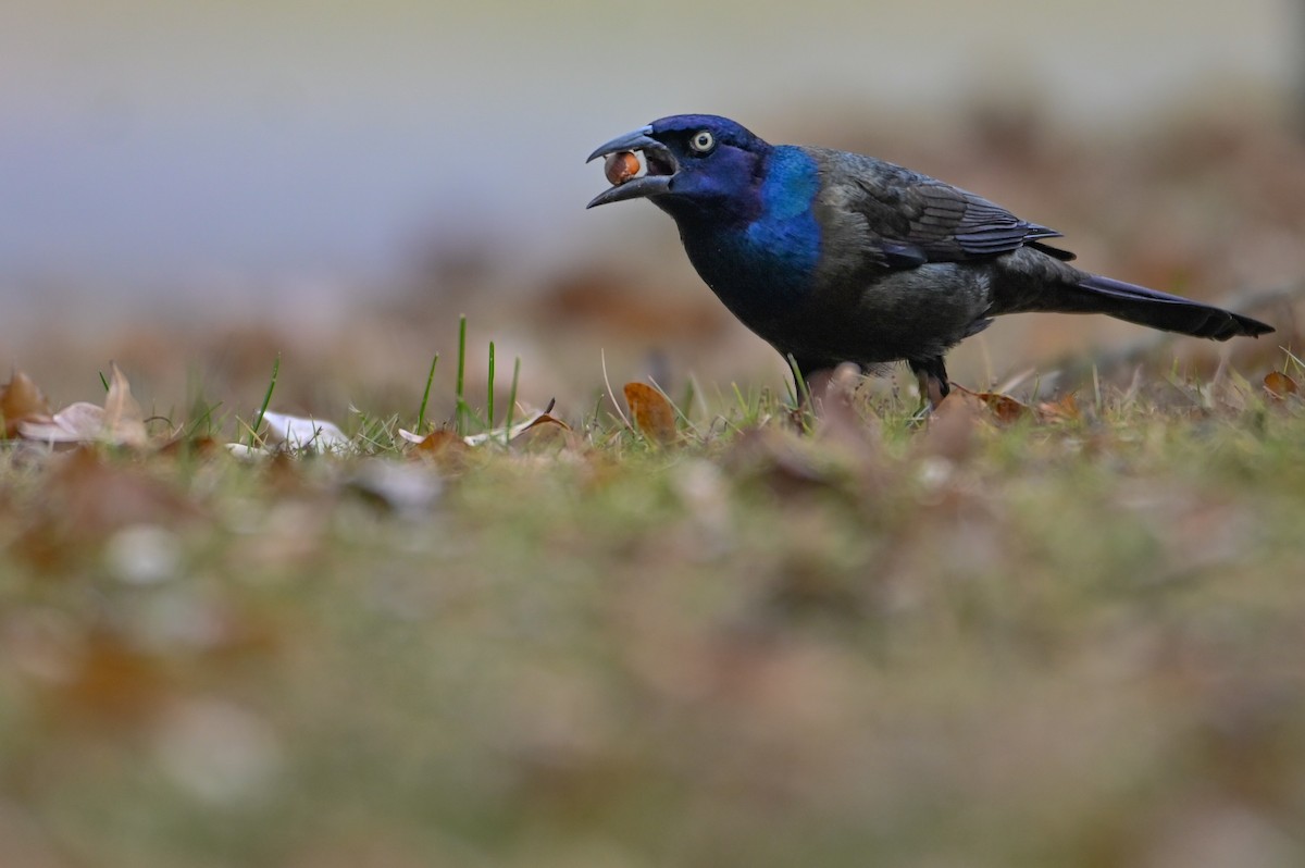 Common Grackle - ML647513855