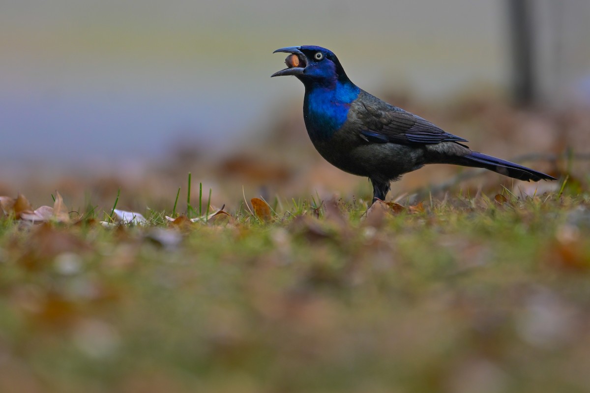Common Grackle - ML647513856