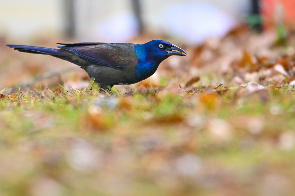 Common Grackle - ML647513857