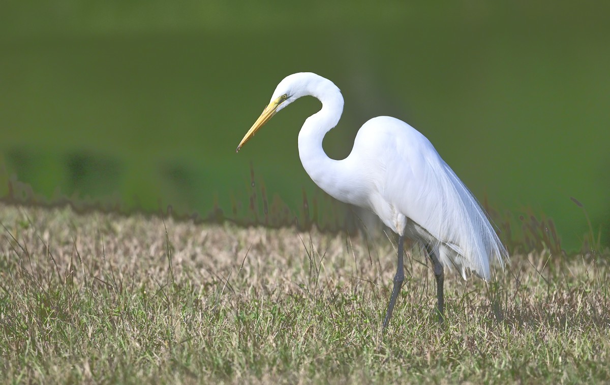 Koartza zuria - ML647513859