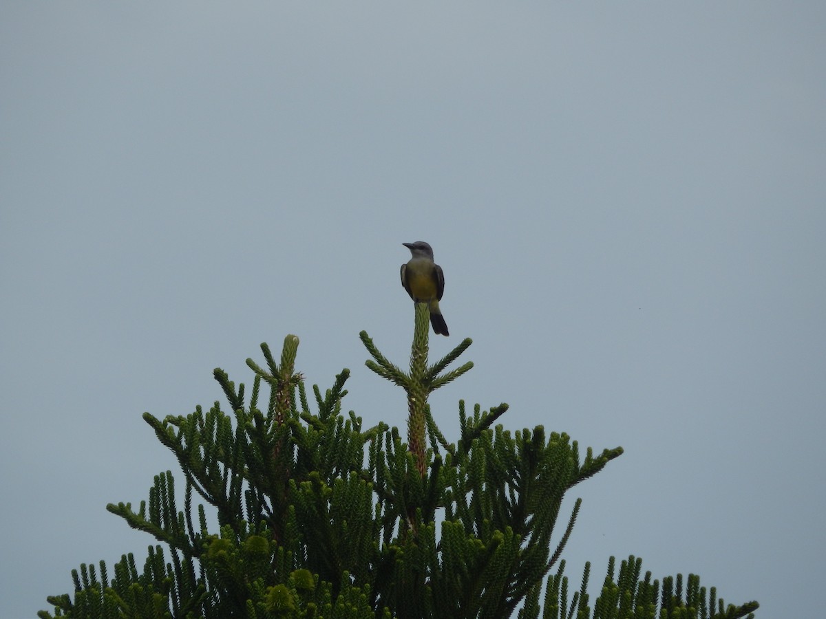 Tropical Kingbird - ML647513860
