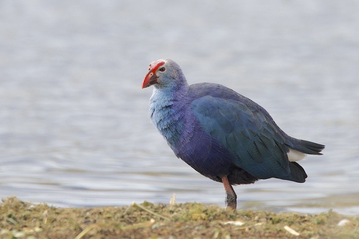 Uroilo urdin burugrisa - ML647513861